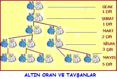 tavsanlar